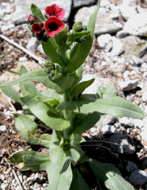 Boraginaceae (HODANGLLER)