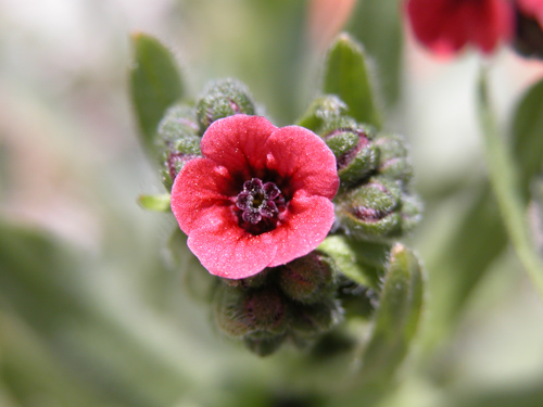 Boraginaceae (HODANGLLER)