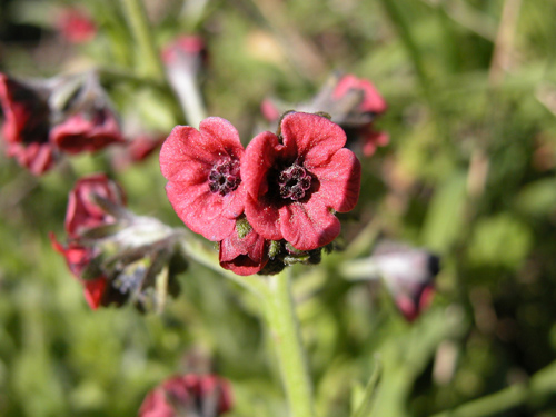 Boraginaceae (HODANGLLER)