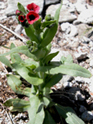 Boraginaceae (HODANGLLER)