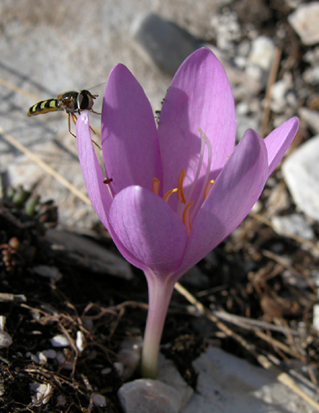  Colchicum boissieri orph (DEM )