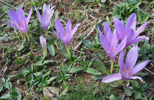  Colchicum boissieri orph (DEM )