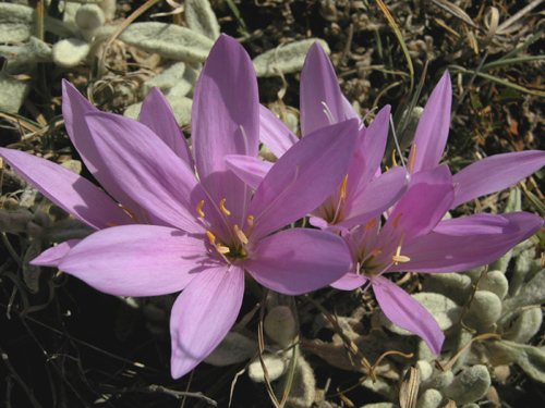  Colchicum boissieri orph (DEM )