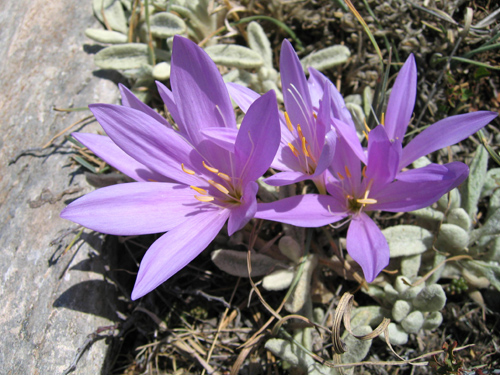  Colchicum boissieri orph (DEM )