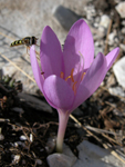 Colchicum boissieri orph (DEM )  