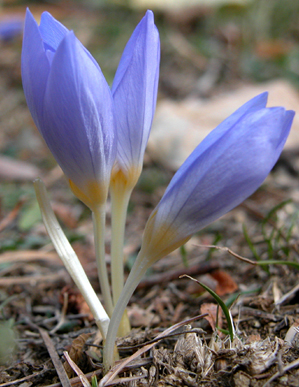   Crocus pulhellus Herbert (DEM)