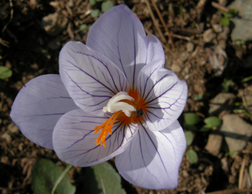   Crocus pulhellus Herbert (ÇİĞDEM)