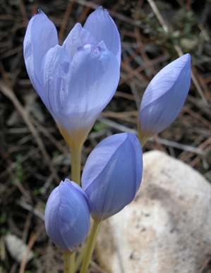   Crocus pulhellus Herbert (DEM)