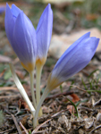 Crocus pulhellus Herbert (DEM)