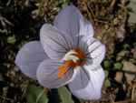 Crocus pulhellus Herbert (DEM)