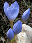 Crocus pulhellus Herbert (DEM)