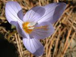 Crocus pulhellus Herbert (DEM)