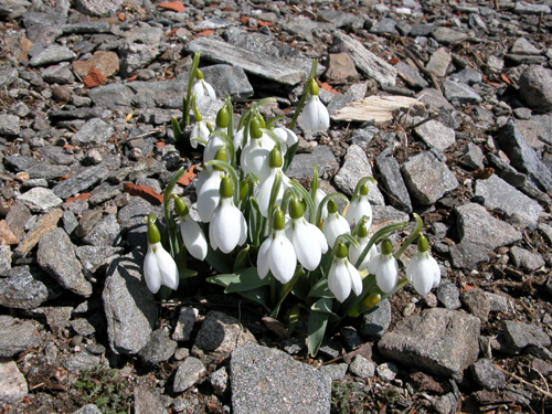  Galanthus gracilis celak (KARDELEN)