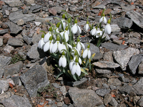  Galanthus gracilis celak (KARDELEN)