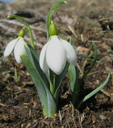  Galanthus gracilis celak (KARDELEN)