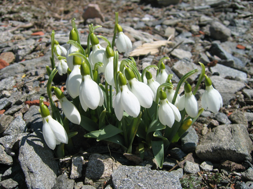  Galanthus gracilis celak (KARDELEN)