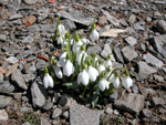 Gentiana asclepiadea L ( Centiyan , AFAT ) 