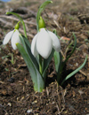 Gentiana asclepiadea L ( Centiyan , AFAT ) 