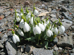 Gentiana asclepiadea L ( Centiyan , AFAT ) 