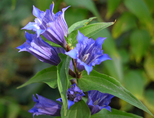 Gentiana asclepiadea L ( Centiyan , AFAT )