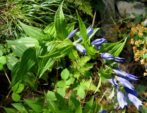 Gentiana asclepiadea L ( Centiyan , AFAT )