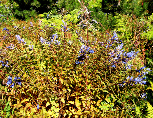 Gentiana asclepiadea L ( Centiyan , AFAT )