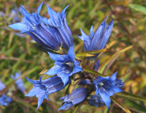 Gentiana asclepiadea L ( Centiyan , AFAT )