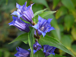 Gentiana asclepiadea L ( Centiyan , AFAT ) 