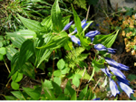 Gentiana asclepiadea L ( Centiyan , AFAT ) 