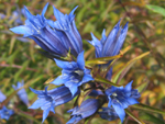 Gentiana asclepiadea L ( Centiyan , AFAT ) 