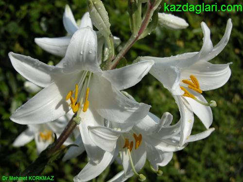 Lilium Candium L ( BEYAZ ZAMBAK )