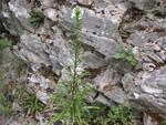 Lilium Candium L ( BEYAZ ZAMBAK ) 