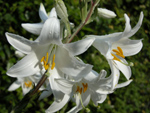 Lilium Candium L ( BEYAZ ZAMBAK )