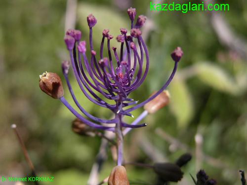 Paeonia mascula ( AKAYIK , AYI GL ) 