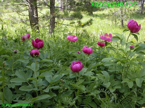 Paeonia mascula ( AKAYIK , AYI GL ) 