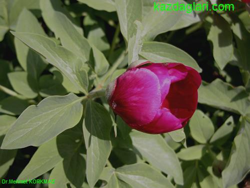 Paeonia mascula ( AKAYIK , AYI GL ) 