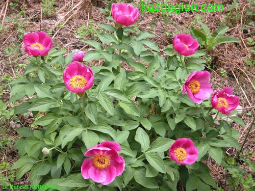 Paeonia mascula ( AKAYIK , AYI GL ) 