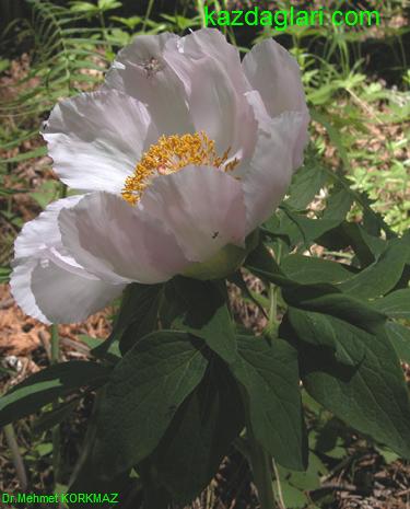 Paeonia mascula ( AKAYIK , AYI GL ) 