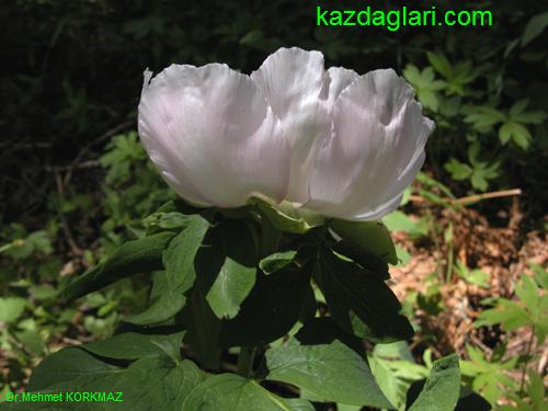 Paeonia mascula ( AKAYIK , AYI GL ) 