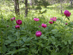 Paeonia mascula ( AKAYIK , AYI GL ) 