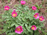 Paeonia mascula ( AKAYIK , AYI GL ) 