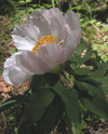 Paeonia mascula ( AKAYIK , AYI GL ) 