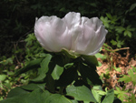 Paeonia mascula ( AKAYIK , AYI GL ) 