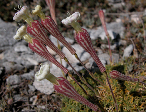  Silena falcata sibth