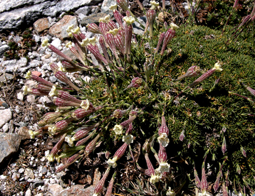  Silena falcata sibth