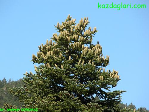 Abies equi - trojana Aschers. et Sint. ex Boiss (Kazda Gknar)