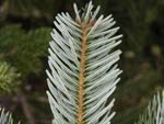 Abies equi - trojana Aschers. et Sint. ex Boiss (Kazda Gknar)