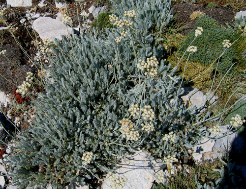 Achillea fraasii s.troiana ( Civan peremi,Ayvadana )