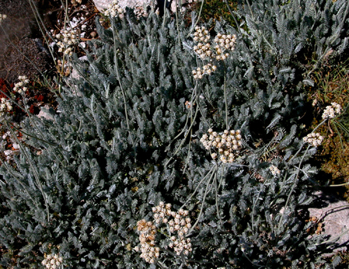 Achillea fraasii s.troiana ( Civan peremi,Ayvadana )