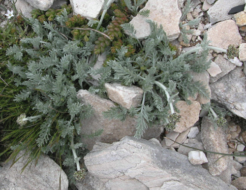 Achillea fraasii s.troiana ( Civan peremi,Ayvadana )